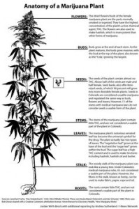 weed business 