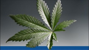 Cannabis Business