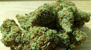 Education for cannabis1