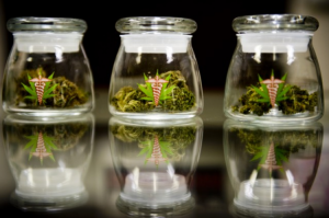 Medical cannabis seminars